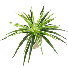 Chlorophytum plant wall flower arrangement