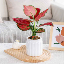 Self-absorbent Lazy Transparent Absorbent Flower Pot Creative Desktop Resin