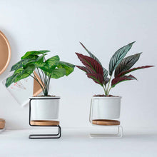 Geometric ceramic green plant pot