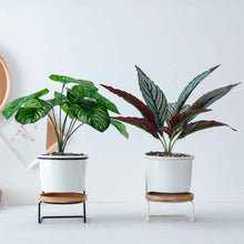 Geometric ceramic green plant pot