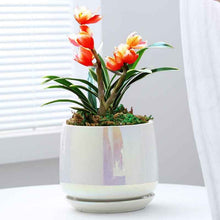 Ceramic Phalaenopsis Sansevieria Trifasciata Prain Green Dill Flowerpot