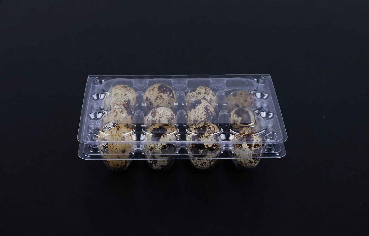 Box of 100 quail eggs