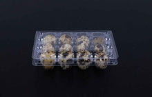 Box of 100 quail eggs