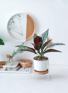 Geometric ceramic green plant pot