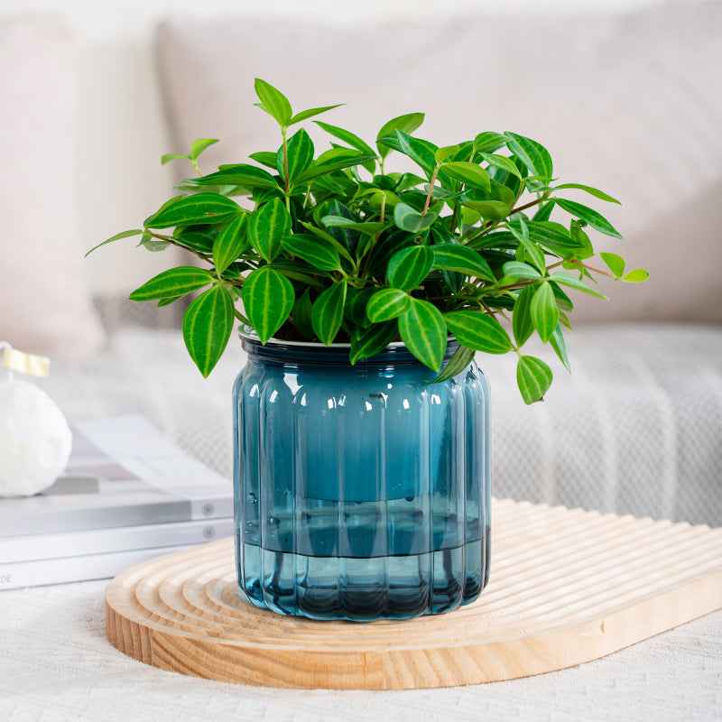 Self-absorbent Lazy Transparent Absorbent Flower Pot Creative Desktop Resin