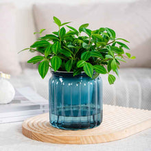 Self-absorbent Lazy Transparent Absorbent Flower Pot Creative Desktop Resin