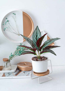 Geometric ceramic green plant pot