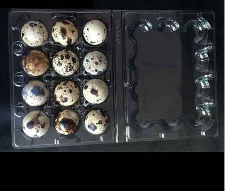 Box of 100 quail eggs