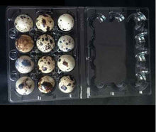 Box of 100 quail eggs