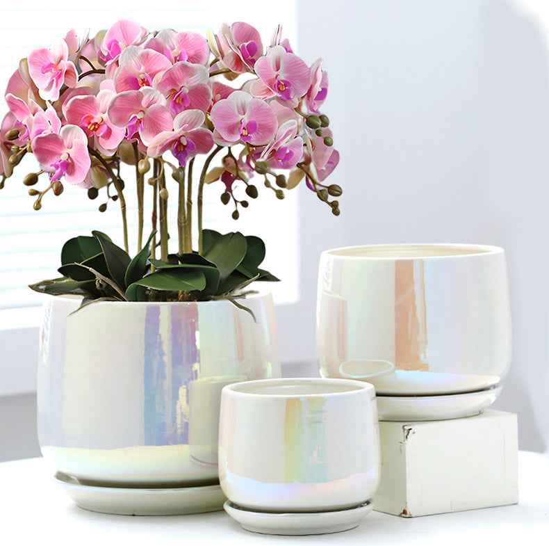 Ceramic Phalaenopsis Sansevieria Trifasciata Prain Green Dill Flowerpot