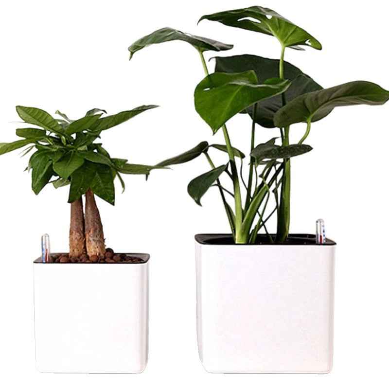 Plastic Flowerpot Automatic Water Feeding Scindapsus Aureus Bonsai