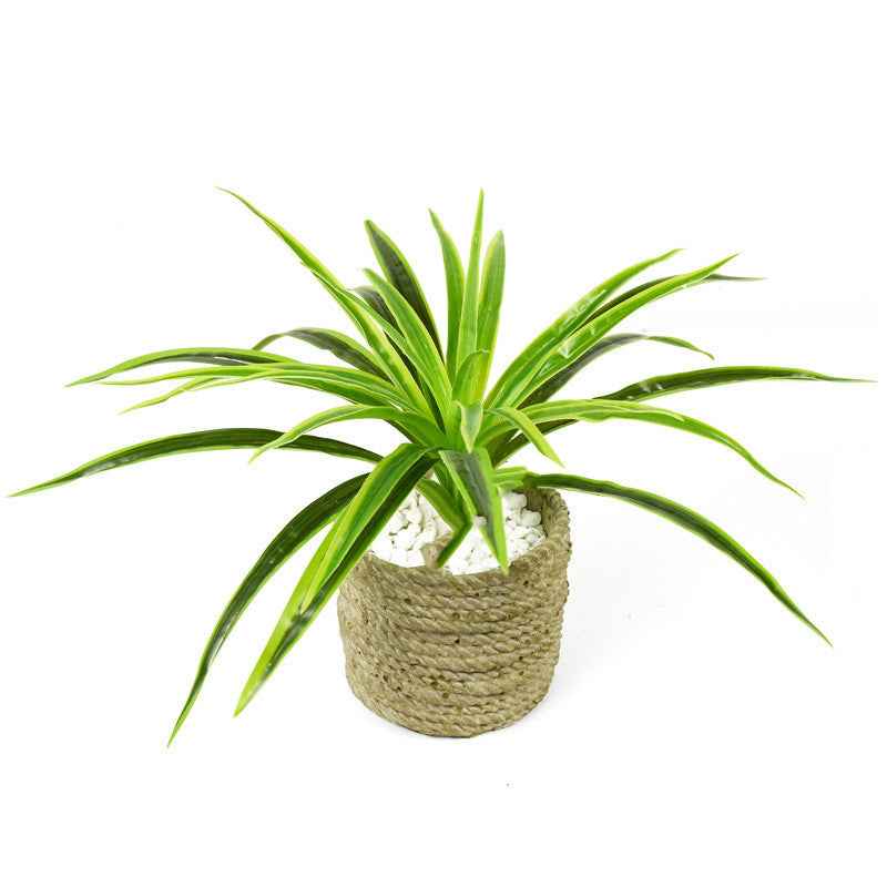 Chlorophytum plant wall flower arrangement