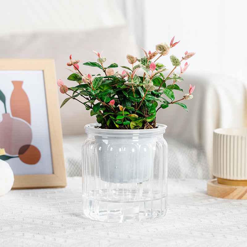 Self-absorbent Hydroponic Flowerpot Plastic Resin Transparent Small Green Plant Green Radish Succulent Phalaenopsis Pot
