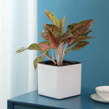 Plastic Flowerpot Automatic Water Feeding Scindapsus Aureus Bonsai