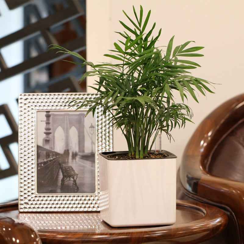 Plastic Flowerpot Automatic Water Feeding Scindapsus Aureus Bonsai
