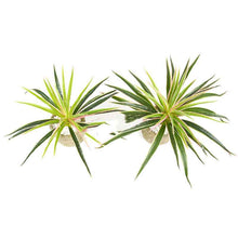 Chlorophytum plant wall flower arrangement