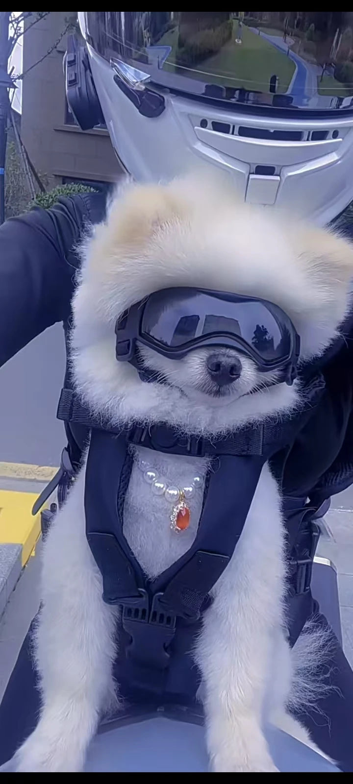Chest Pet Bag Wrapping Large Dog Backpack, Convenient to Carry when going out, New Product