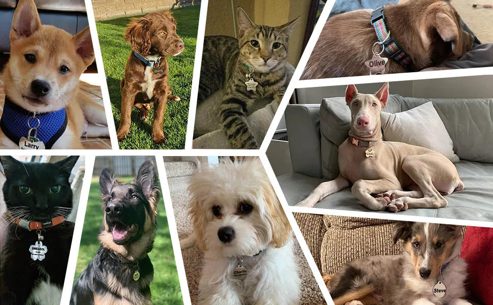 Personalized Engraved Pet ID Name Cat Dog Pet ID Anti-lost Tag Pendant for Cat Puppy Dog Collar Tag Keyring Bone Pet Accessories