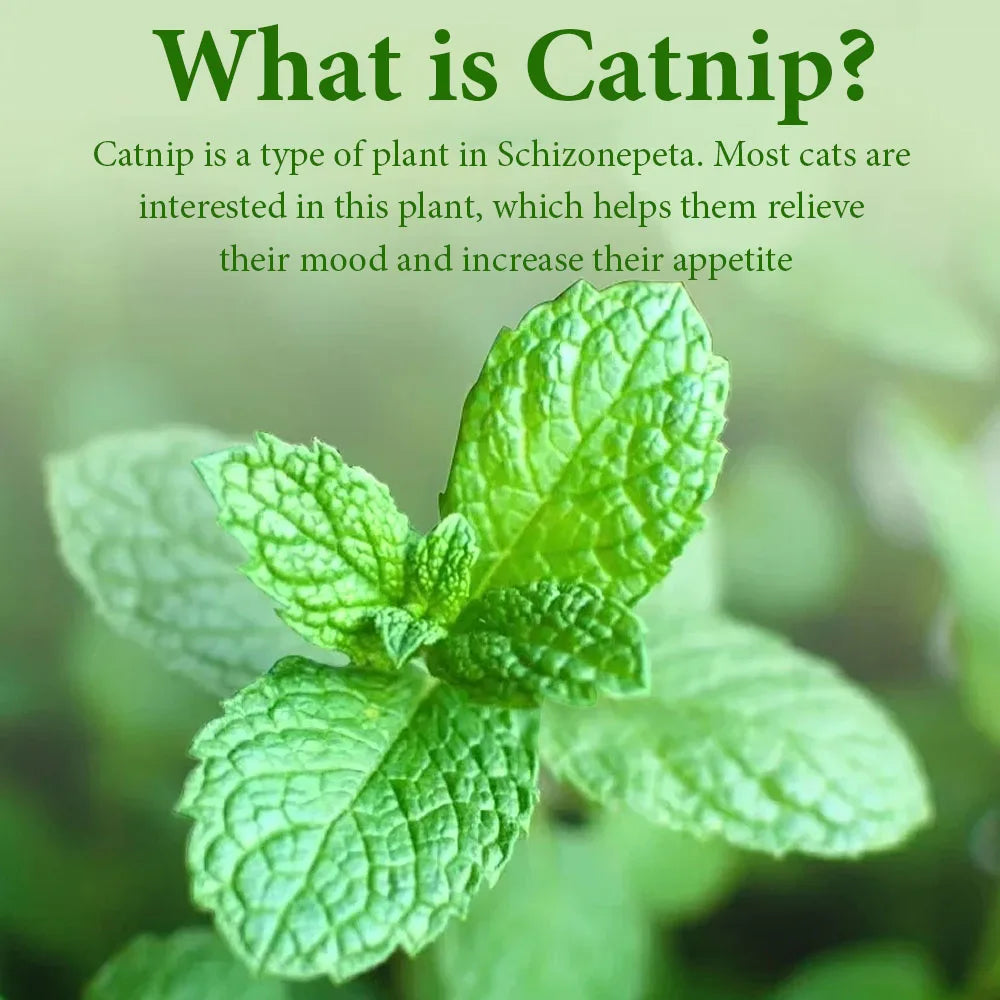Mouse Mint Ball Feather Catnip Ball Self Cleaning Teeth Grinding Ball Feather Toy Ball Pet Toys Cat Supplies Pet Cleaning Tool