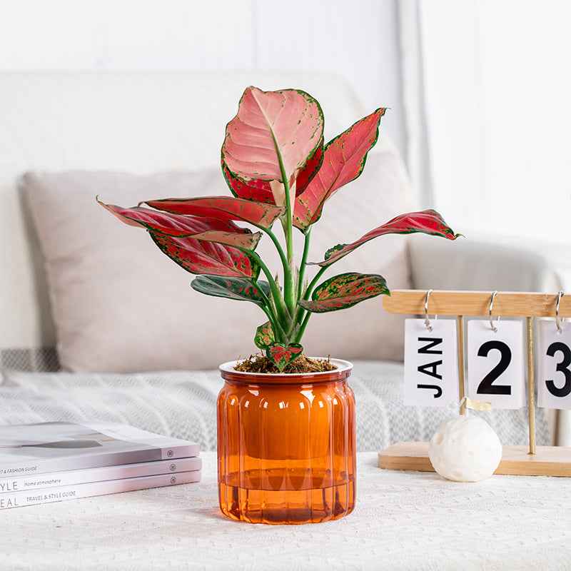 Self-absorbent Lazy Transparent Absorbent Flower Pot Creative Desktop Resin