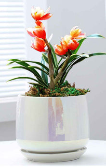 Ceramic Phalaenopsis Sansevieria Trifasciata Prain Green Dill Flowerpot