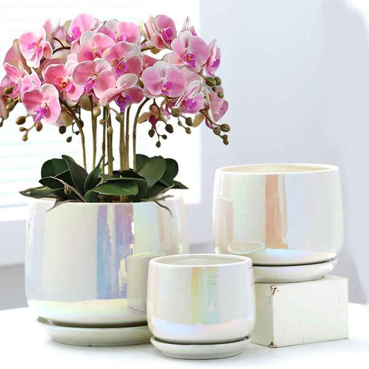 Ceramic Phalaenopsis Sansevieria Trifasciata Prain Green Dill Flowerpot