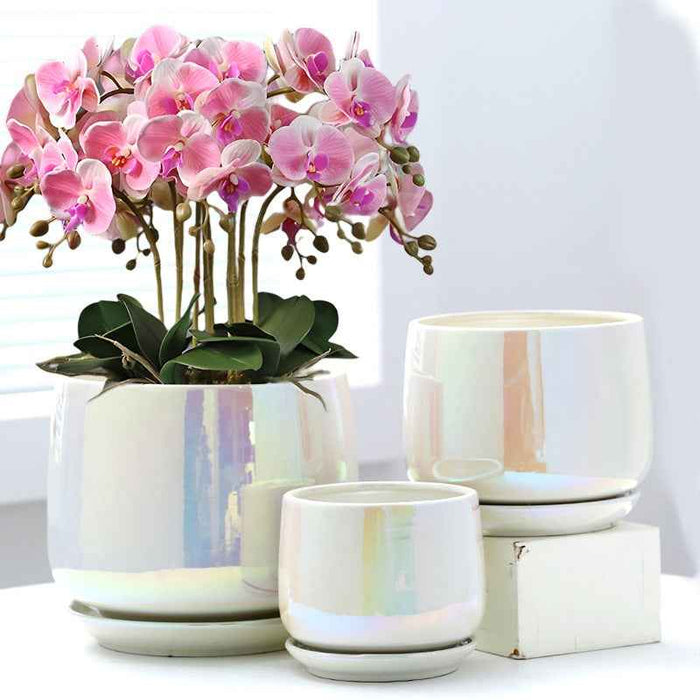 Ceramic Phalaenopsis Sansevieria Trifasciata Prain Green Dill Flowerpot