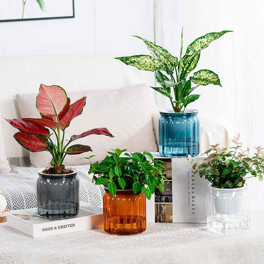 Self-absorbent Lazy Transparent Absorbent Flower Pot Creative Desktop Resin