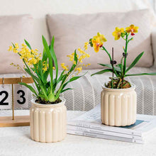 Self-absorbent Hydroponic Flowerpot Plastic Resin Transparent Small Green Plant Green Radish Succulent Phalaenopsis Pot