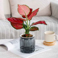 Self-absorbent Lazy Transparent Absorbent Flower Pot Creative Desktop Resin