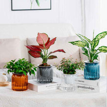 Self-absorbent Hydroponic Flowerpot Plastic Resin Transparent Small Green Plant Green Radish Succulent Phalaenopsis Pot