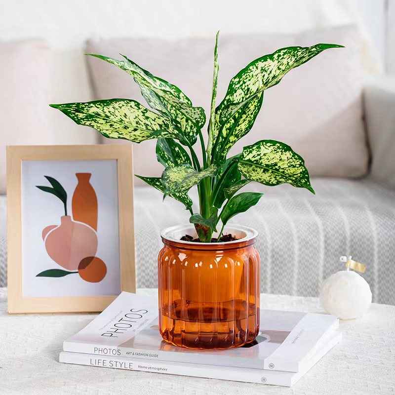 Self-absorbent Hydroponic Flowerpot Plastic Resin Transparent Small Green Plant Green Radish Succulent Phalaenopsis Pot