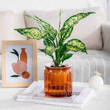 Self-absorbent Hydroponic Flowerpot Plastic Resin Transparent Small Green Plant Green Radish Succulent Phalaenopsis Pot