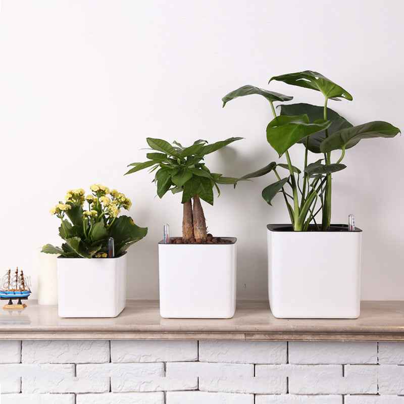 Plastic Flowerpot Automatic Water Feeding Scindapsus Aureus Bonsai
