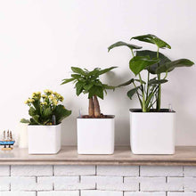 Plastic Flowerpot Automatic Water Feeding Scindapsus Aureus Bonsai