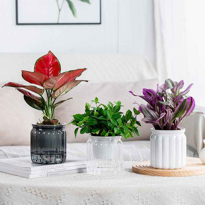 Self-absorbent Hydroponic Flowerpot Plastic Resin Transparent Small Green Plant Green Radish Succulent Phalaenopsis Pot